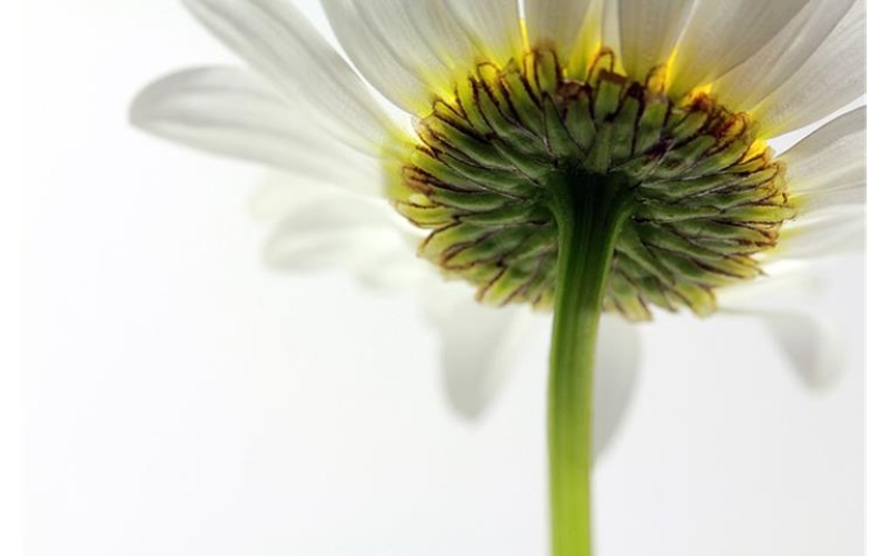 The Essence of 2.5D Imagery: A Comprehensive Insight